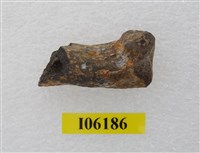 藏品(虎掌骨指骨)的圖片